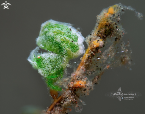 A Green Hairy Shrimp