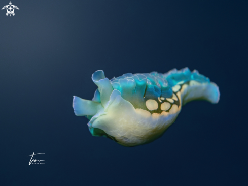 A Elysia crispata | Lettuce Seaslug