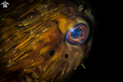 A Puffer fish