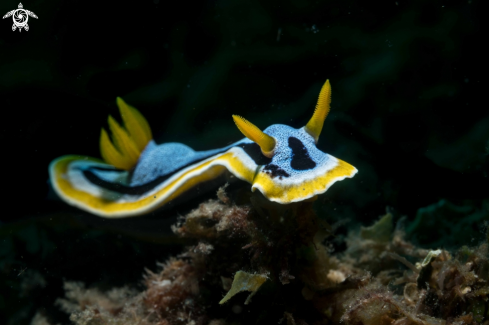 A Chromodoris annae | Chromodoris annae