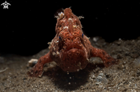 A Antennarius pictus | Painted frogfish