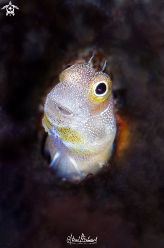 Blenny