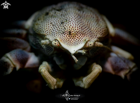 A Neopetrolisthes maculatus (H Milne Edwards, 1837 [in H Milne Edwards, 1834-1840])  | Porcelain Crab