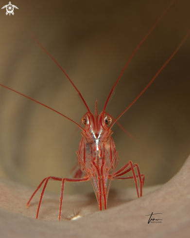 A Lysmata pederseni | Peppermint Shrimp