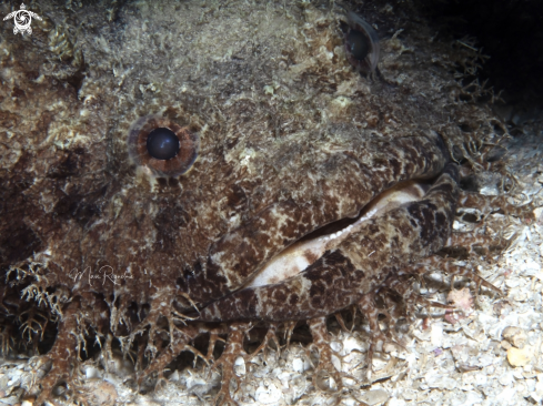 A Sanopus barbatus | Bearded Toafish