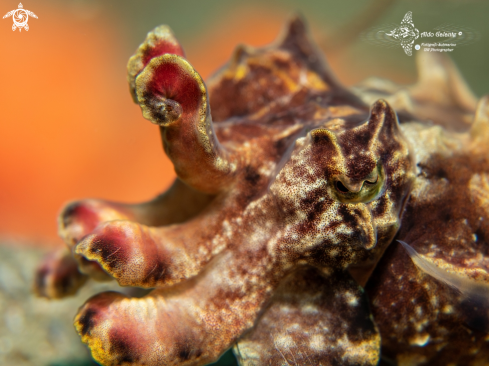 A Metasepia pfefferi (Hoyle, 1885) | Flamboyant Cuttlefish