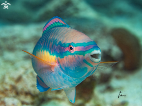 A Scarus taeniopterus | Princess Parrotfish