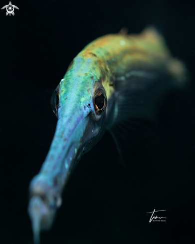 A Aulostomus maculatus | Trumpetfish