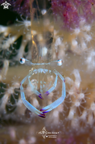 A Magnificent Anemone Shrimp 