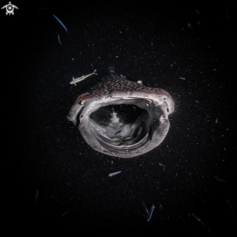 A Hungry Whale Shark