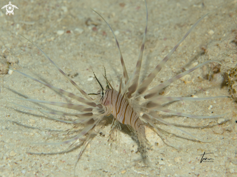 A Pterois volitans | Red Lionfish