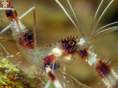 A Stenopus hispidus | Banded Coralshrimp