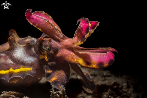 A Flamboyant cuttlefish