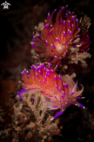 A Red lined Flabellina