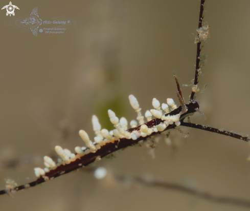 A Eubranchus sp.2 | Aeolid Nudibranch (15mm)