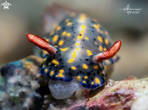 A Hypselodoris Nudibranch