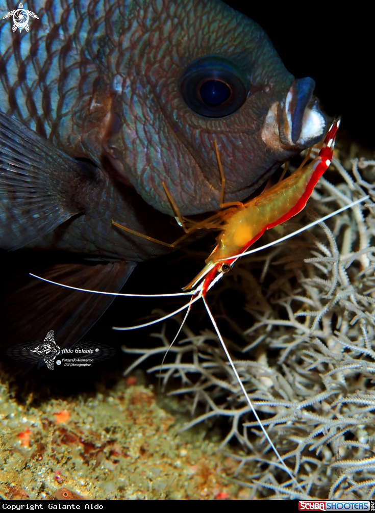 A Bowtie Damselfish - Cleaner Shrimp