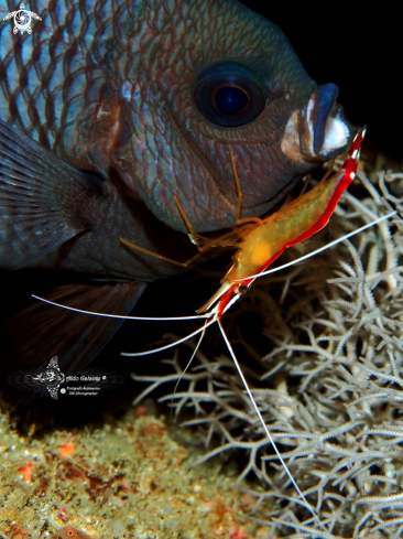 A Neoglyphidodon melas (Cuvier, 1830)- Lysmata amboinensis (de Man, 1888 [in de Man, 1887-1888]) | Bowtie Damselfish - Cleaner Shrimp