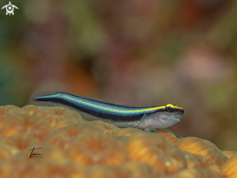 A Sharknose Goby