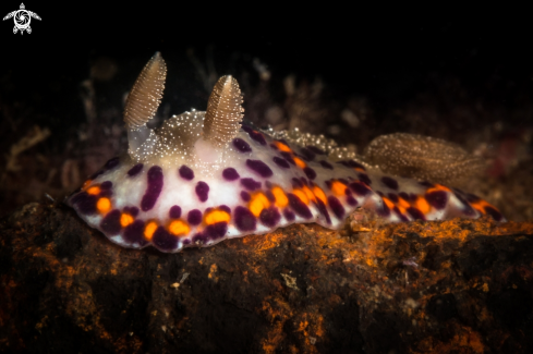 Chromodoris naiki nudibranch