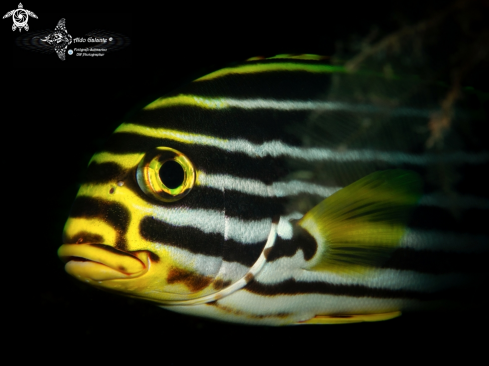 A Oriental Sweetlips 