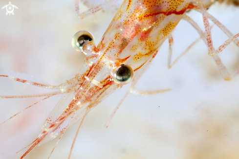 A Rockpool shrimp