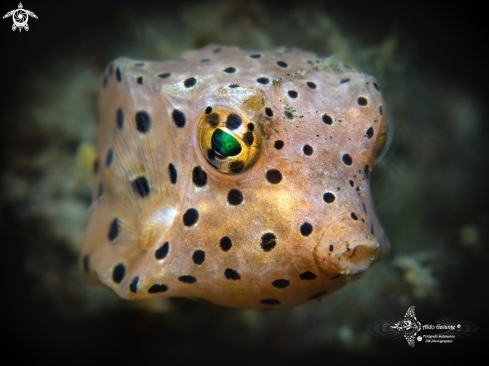 A Shortnose Boxfish (3 cm)