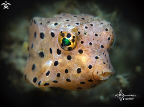 A Rhynchostracion nasus (Bloch, 1785) juvenil. | Shortnose Boxfish (3 cm)