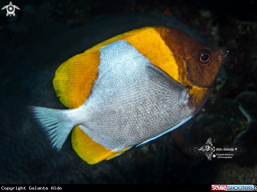 A Yellow Zoster Butterflyfish - Pyramid Butterflyfish