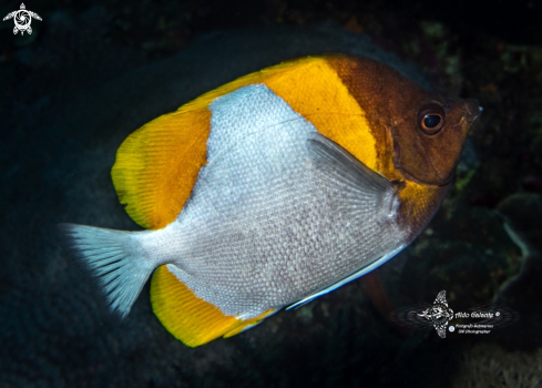 A Yellow Zoster Butterflyfish - Pyramid Butterflyfish