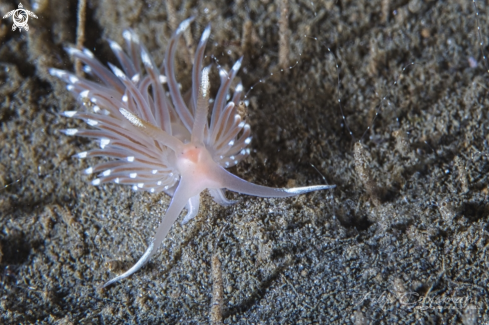 A  Facelina bostoniensis | Brede ringsprietslak 