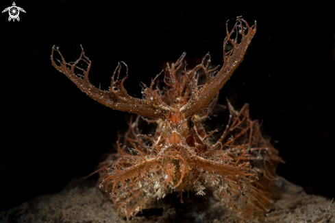 A Ambon scorpionfish