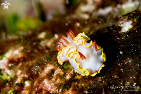 A Red-Tipped Sea Goddess