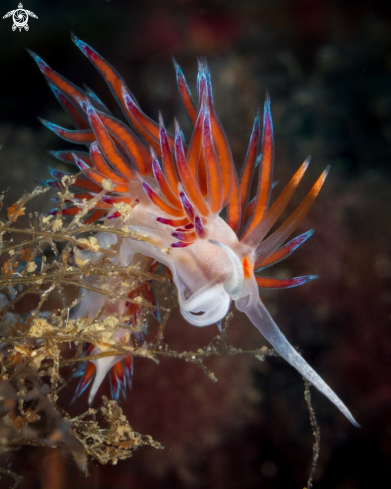 A Cratena peregrina nudibranch | Cratena peregrina