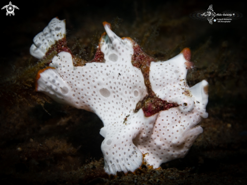 A Antennarius maculatus (Desjardins, 1840) | Warty Frogfish