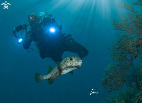 A Porcupine fish