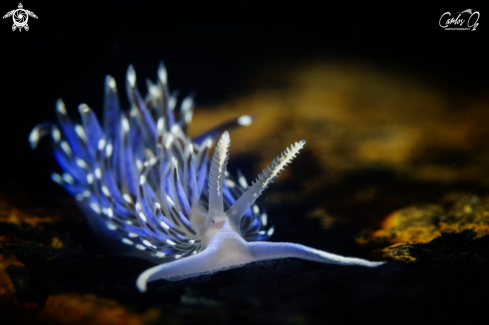 A Nudibranch