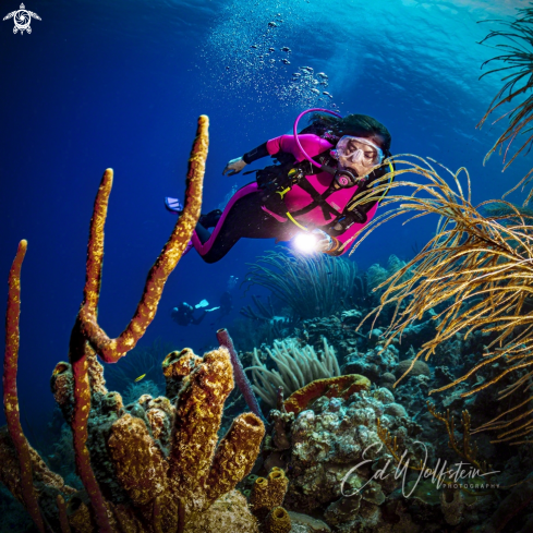 A Sponges and Coral