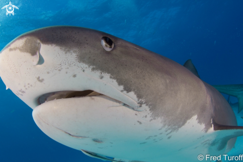 A Tiger shark