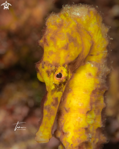 A Seahorse