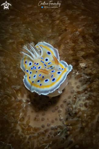 A Nudibranch