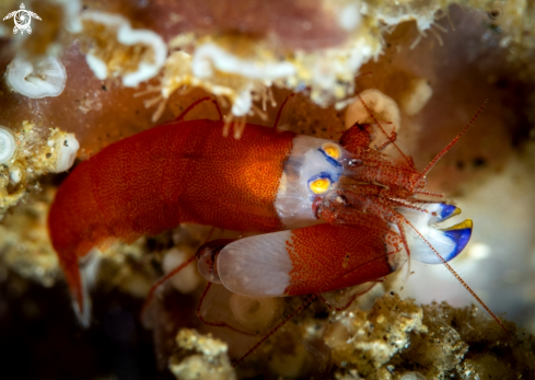 A Synalpheus modestus (de Man, 1909) | Snapping Shrimp