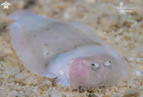 A Flat fish