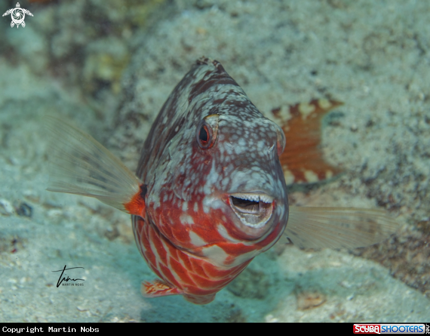 A Redtail Parrotfish