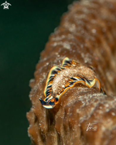 A Marine Flatworm