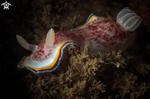 A Goniobranchus trimarginatus | Chromodoris trimarginata