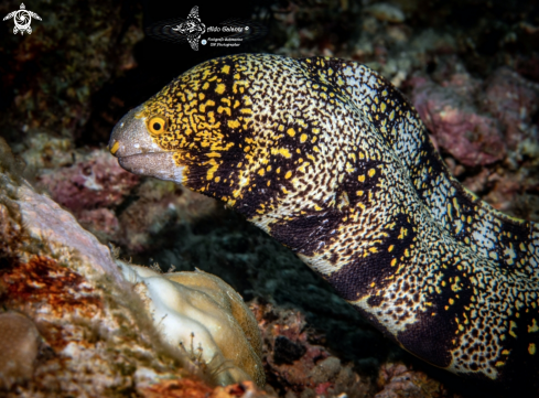 A Snowflake Moray Eel