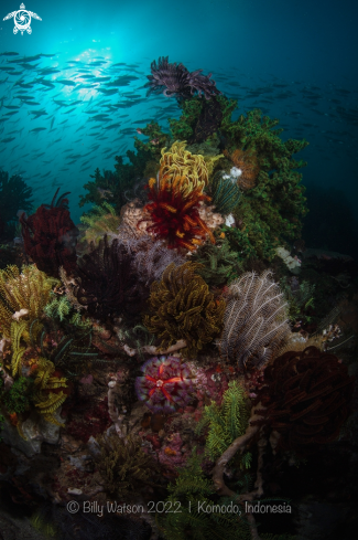 Fire Urchin, Crynoids and Green Tube Coral