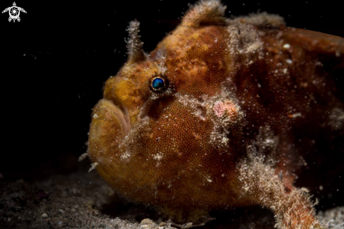 A Spotfin frogfish