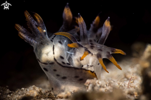 A Polycera abei | Polycera abei